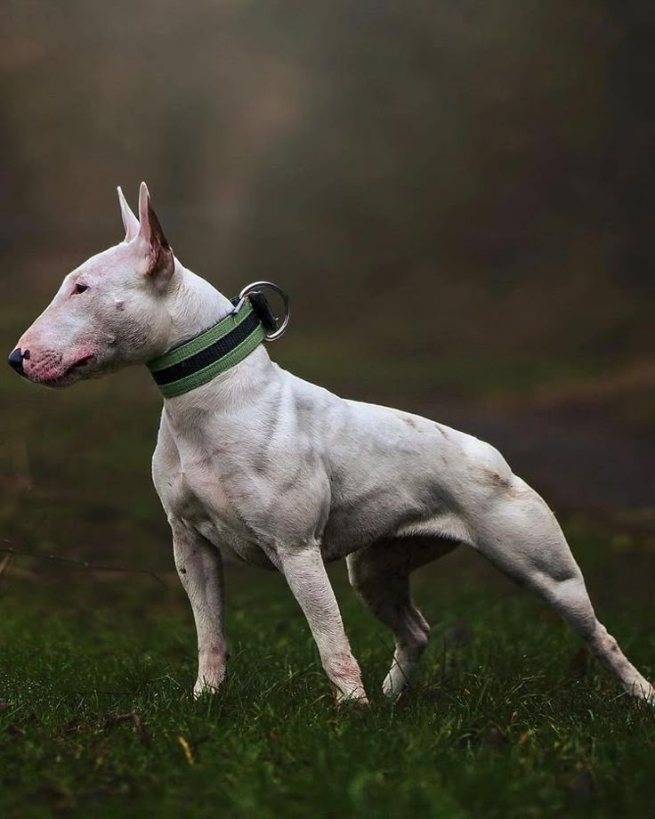 a white dog standing on top of a lush green field