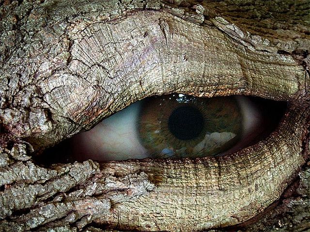 the eye of an animal is shown in this close up photo, which appears to be made out of tree bark