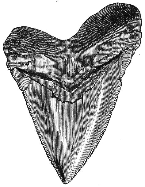 an animal's teeth, vintage line drawing or engraving