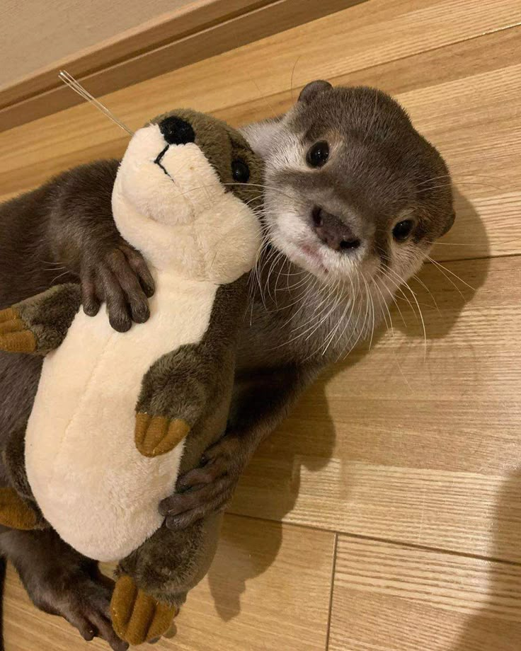 an otter hugging a stuffed animal on the floor