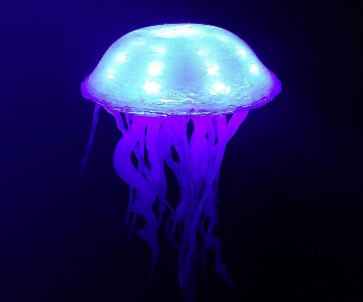 a purple jellyfish floating in the dark water