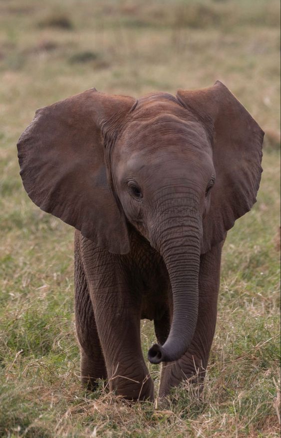 an elephant is walking through the grass