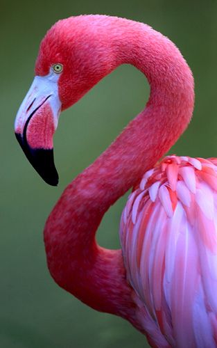 a pink flamingo standing in the water with it's head turned to the side