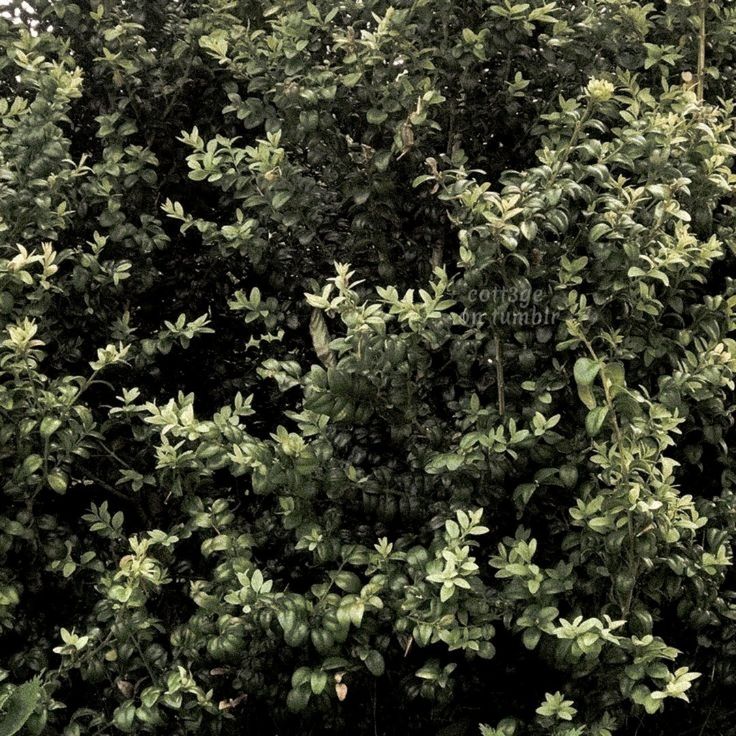 the top of a tree with lots of green leaves