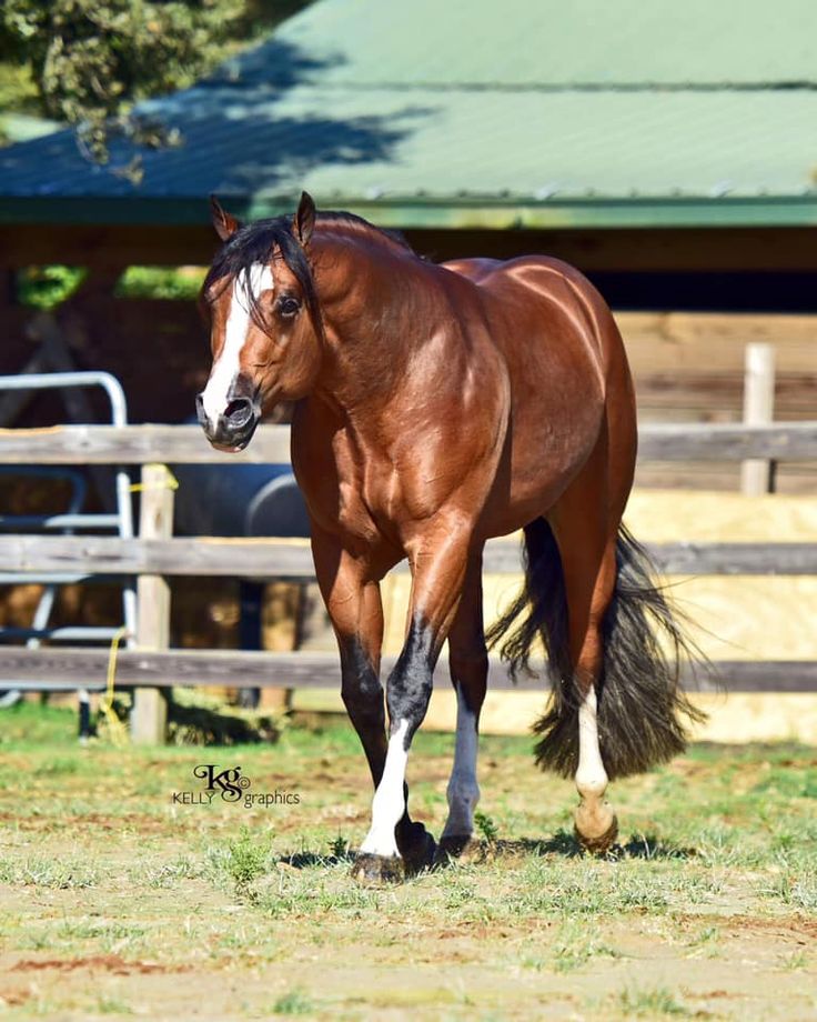 a brown horse walking across a field next to a wooden fence and green roofed building