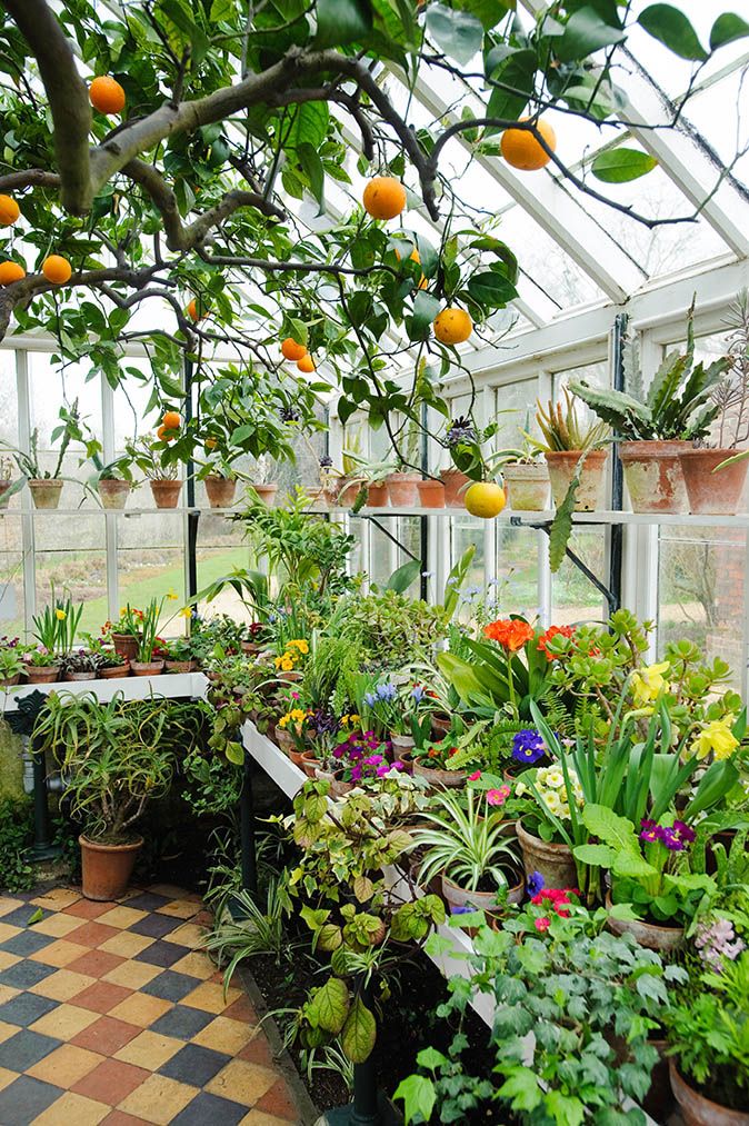 an orange tree in a greenhouse filled with lots of plants