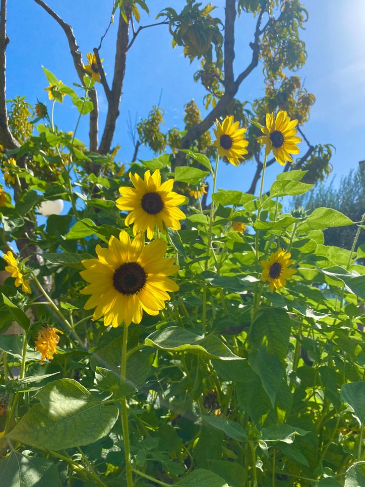 sunflowers are blooming in the field on a sunny day