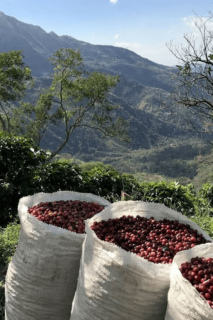 two bags filled with red berries sitting on top of a lush green hillside