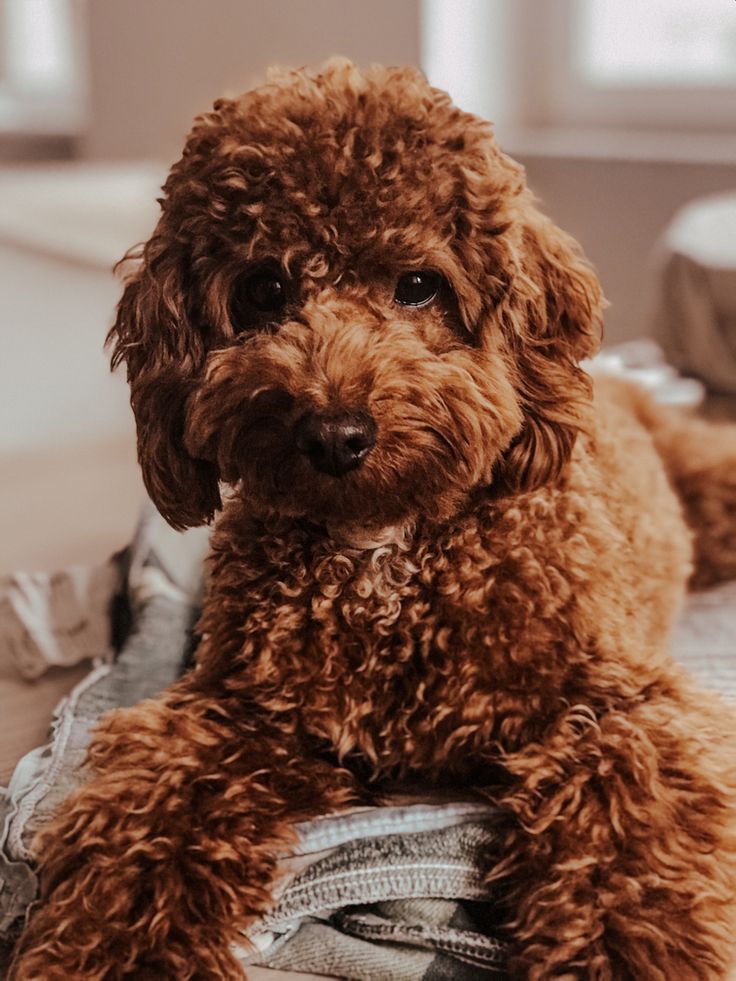 a brown dog laying on top of a bed