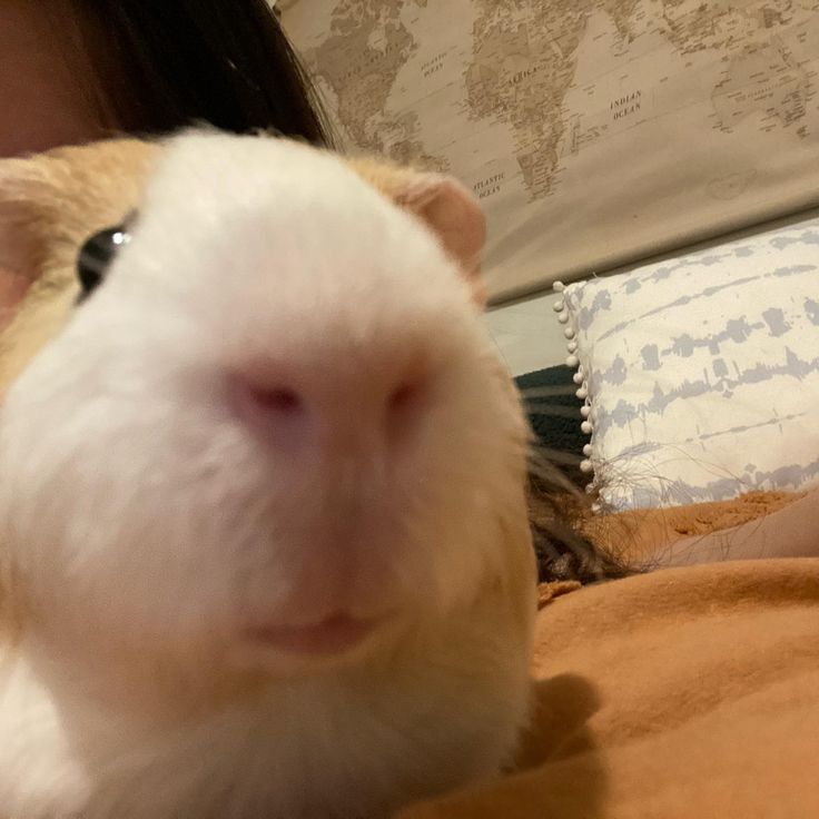 a close up of a person holding a guinea pig