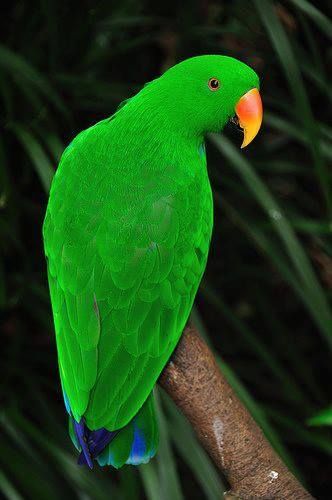 a green parrot perched on top of a tree branch