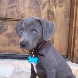 a gray dog with a blue tag sitting in front of a door