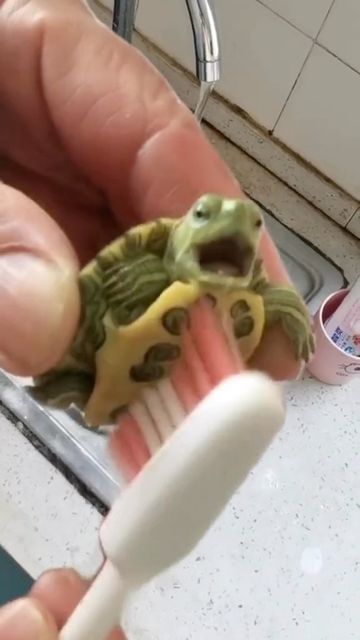 a person holding a toothbrush in their hand with a small turtle on it's head