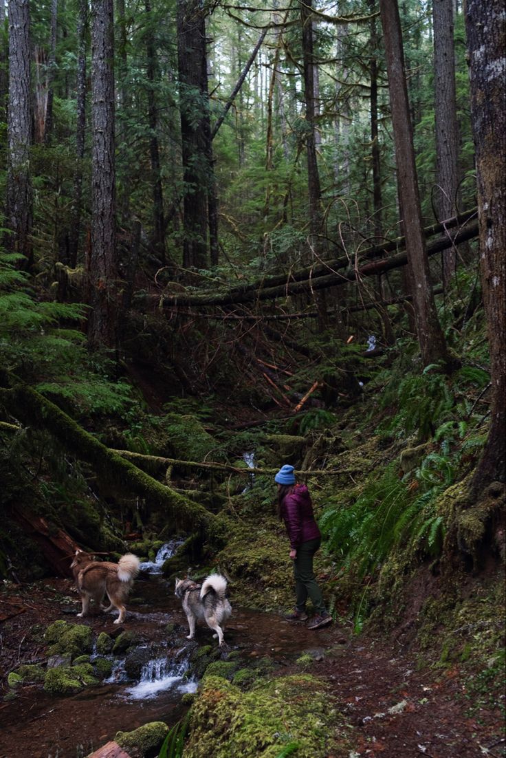 two dogs and a man are walking through the woods