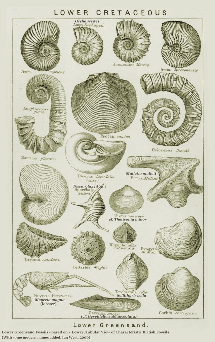 an illustration of different types of seashells from the book sea animals and their shells