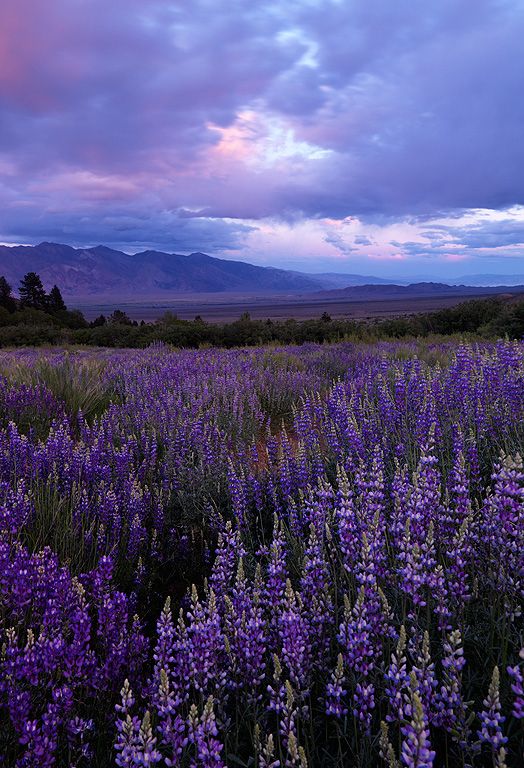 a field full of purple flowers under a blue sky