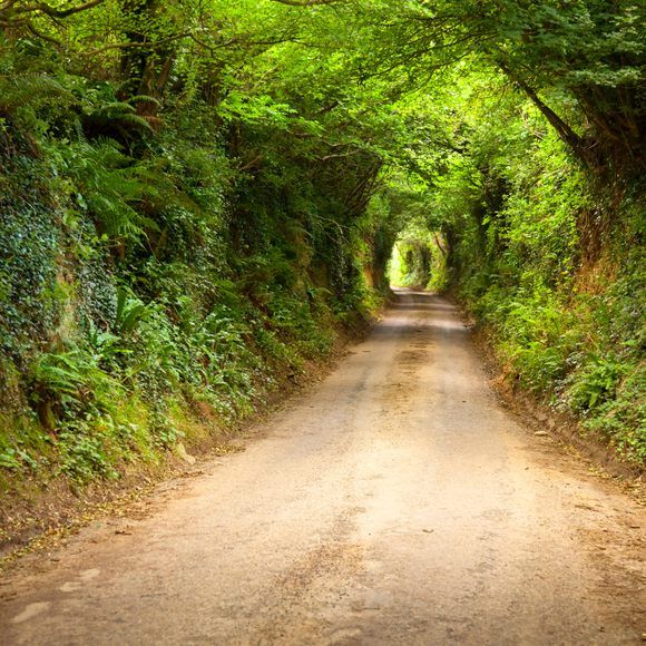 a dirt road surrounded by lush green trees and bushes in the middle of a tunnel