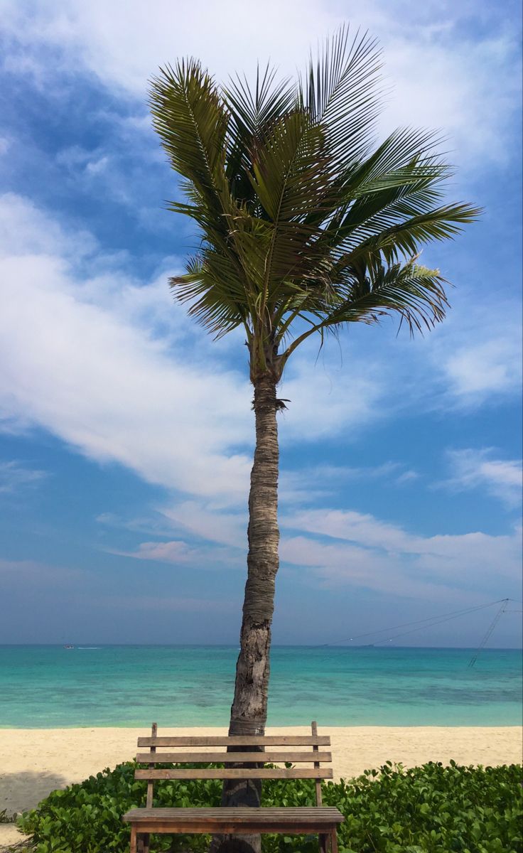 a bench under a palm tree next to the ocean with blue sky and white clouds