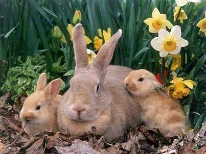 two rabbits are sitting next to each other on the ground with daffodils in the background