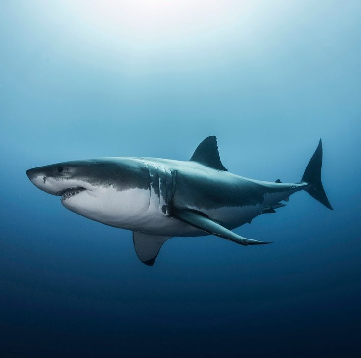 a great white shark swimming in the ocean