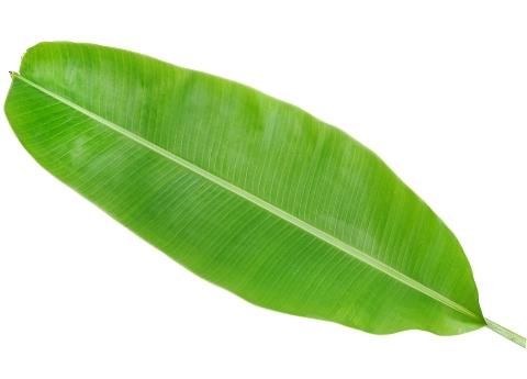 a green leaf on a white background