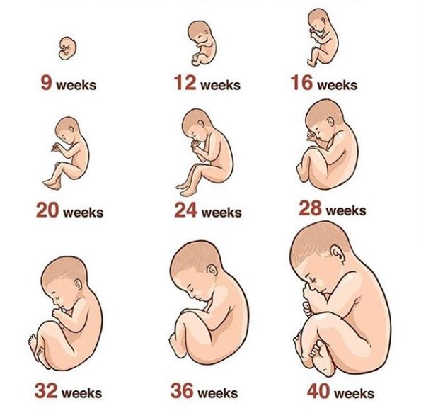 This is how babies grow inside you. . . www.heorshe.com #heorshe #heorshebabybottle #heorshesippycup #heorshepacifier #heorshebaby #babybottle #parenthood #lifewithkids  #momlifeisthebestlife  #bestofmom #joyfulmamas  best baby bottle for newborn baby, best baby bottle brand, the baby bottle distributor, the most popular sippy cup,  best sippy cup to protect the teeth, gender reveal baby bottle, the best baby products, baby products supplier, supplier wholesaler, the baby bottle of love from dad Size Of Baby, Baby Countdown, Healthy Pregnancy Tips, Waiting For Baby, Fetal Development, Baby Stage, Unborn Baby, Stylish Mom, Baby Music