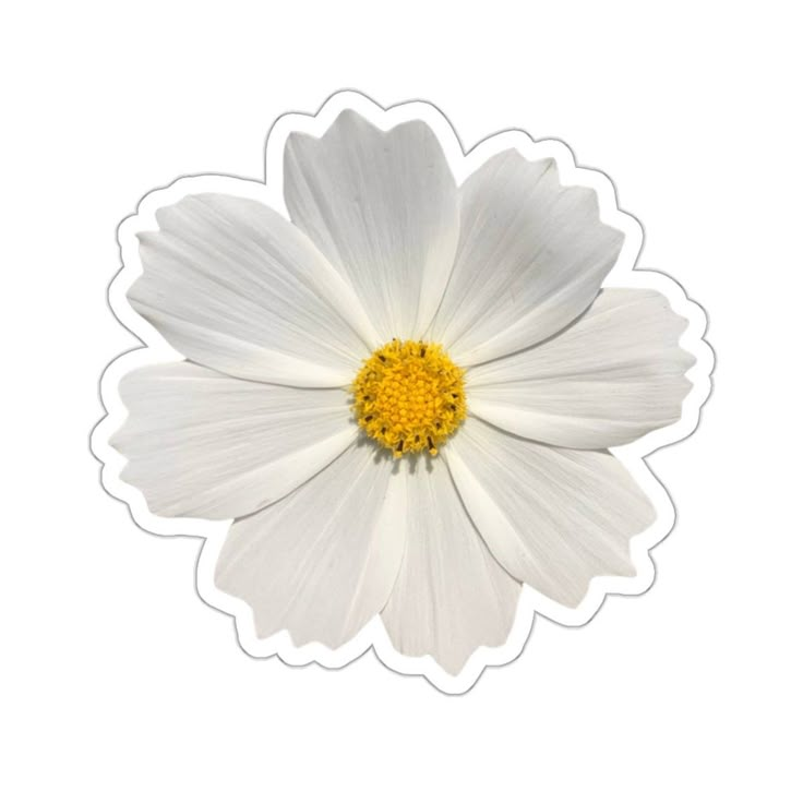 a white flower with yellow center on a white background