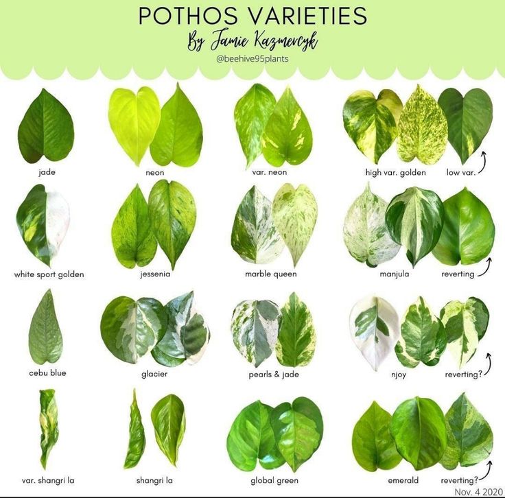 the different types of leaves that are in each plant's leaf type, from top to bottom