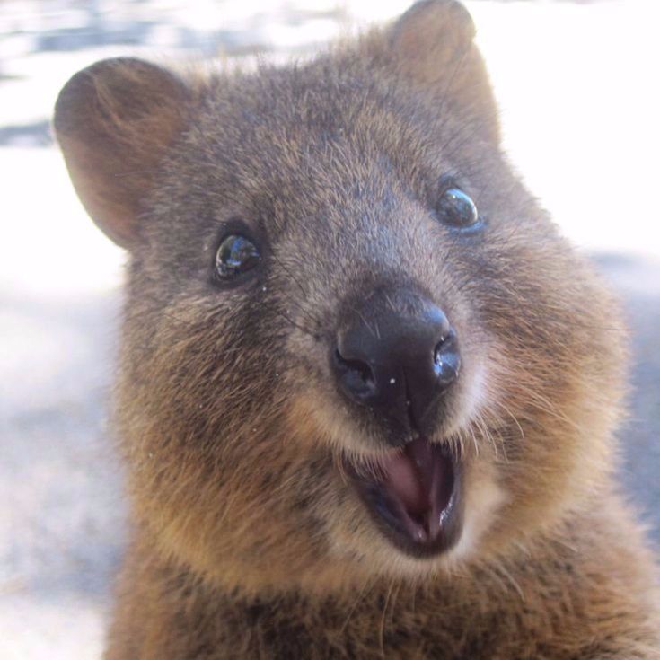 a close up of a small animal with its mouth open and tongue hanging out to the side