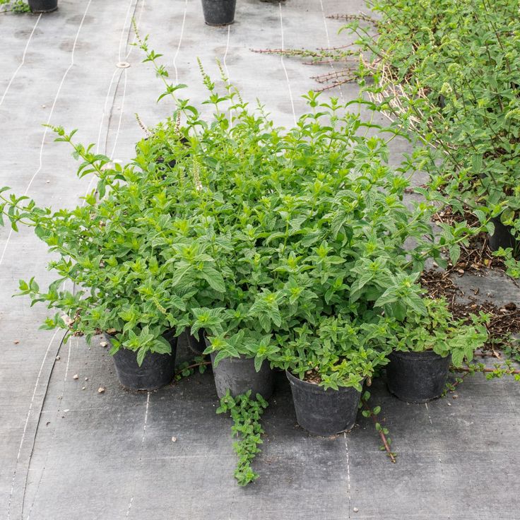 several potted plants sitting on the ground