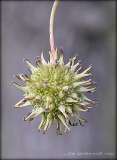 a close up of a flower on a plant