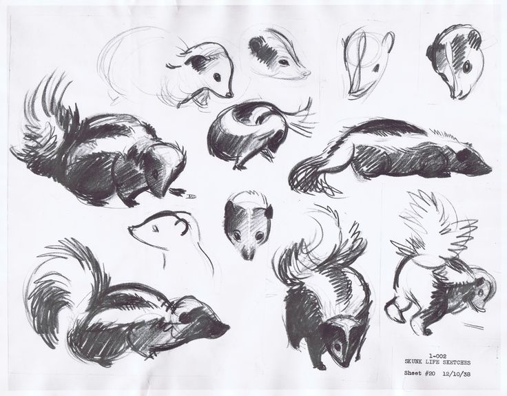 sketches of different types of animals on paper