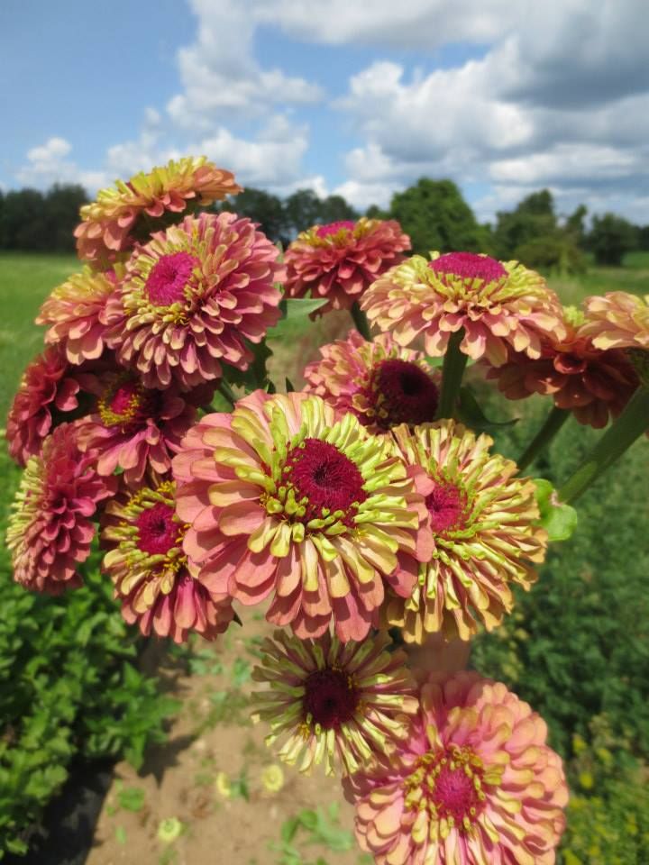 some pink and yellow flowers in a field