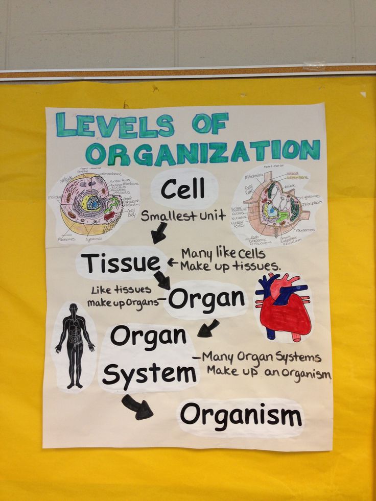 a bulletin board with information about organ systems and the levels of organization written on it