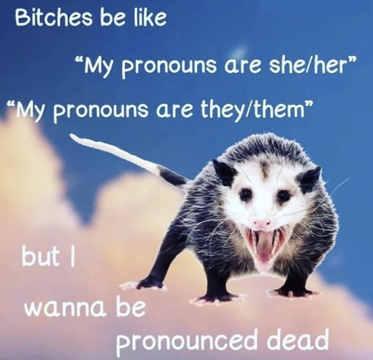 Opossum Meme Funny, Making Fun Of People, Possum Funny, Gay Meme, All Pronouns, Raccoon Meme, Awesome Possum, Self Deprecating Humor, Bad Memes