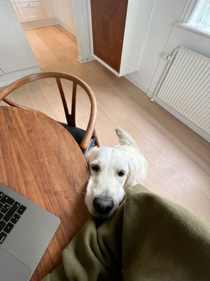 a white dog laying on top of a wooden chair next to a table with a laptop