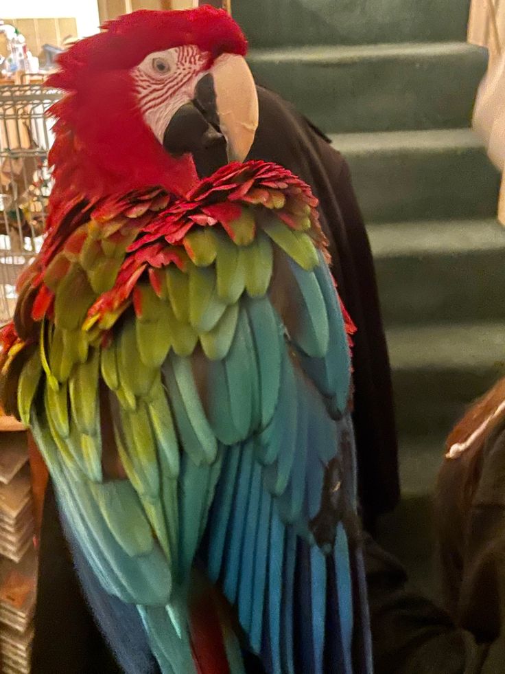 a colorful parrot sitting on top of a person's lap in front of stairs