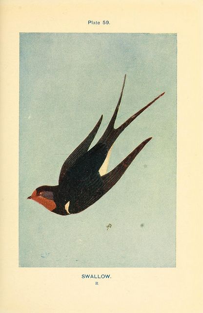 an illustration of a bird flying in the sky with its wings spread out and it's head turned to the left