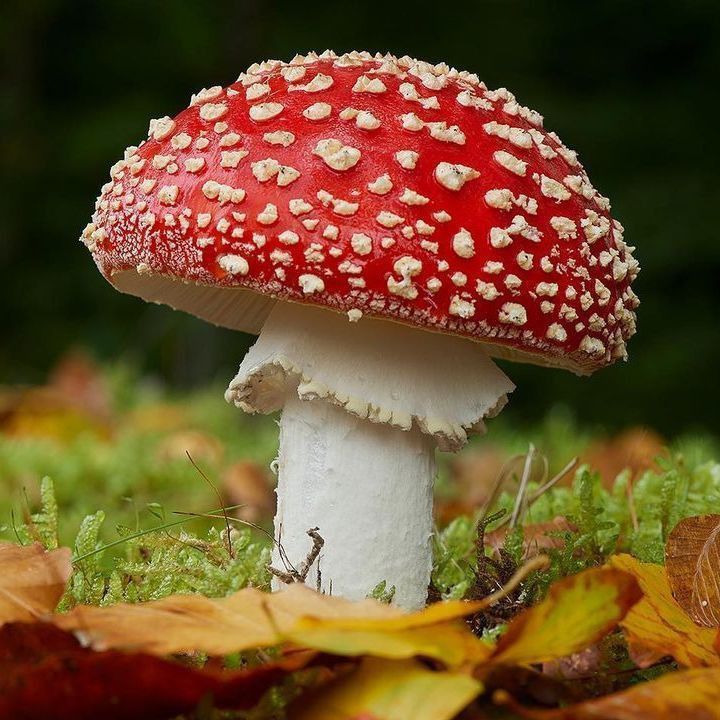 a close up of a mushroom on the ground with leaves in the foreground and trees in the background