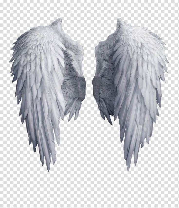 two white angel wings with black and white wings, hd png image transparent background