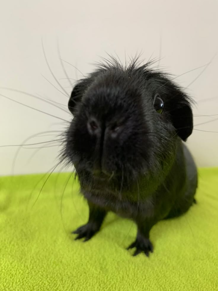 a small black animal sitting on top of a green blanket