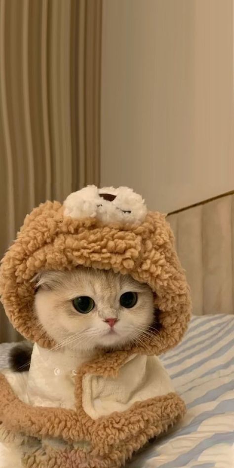 a cat wearing a teddy bear hat on top of a bed