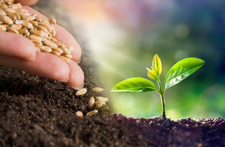 a hand is holding a plant that has been sprout out of the ground