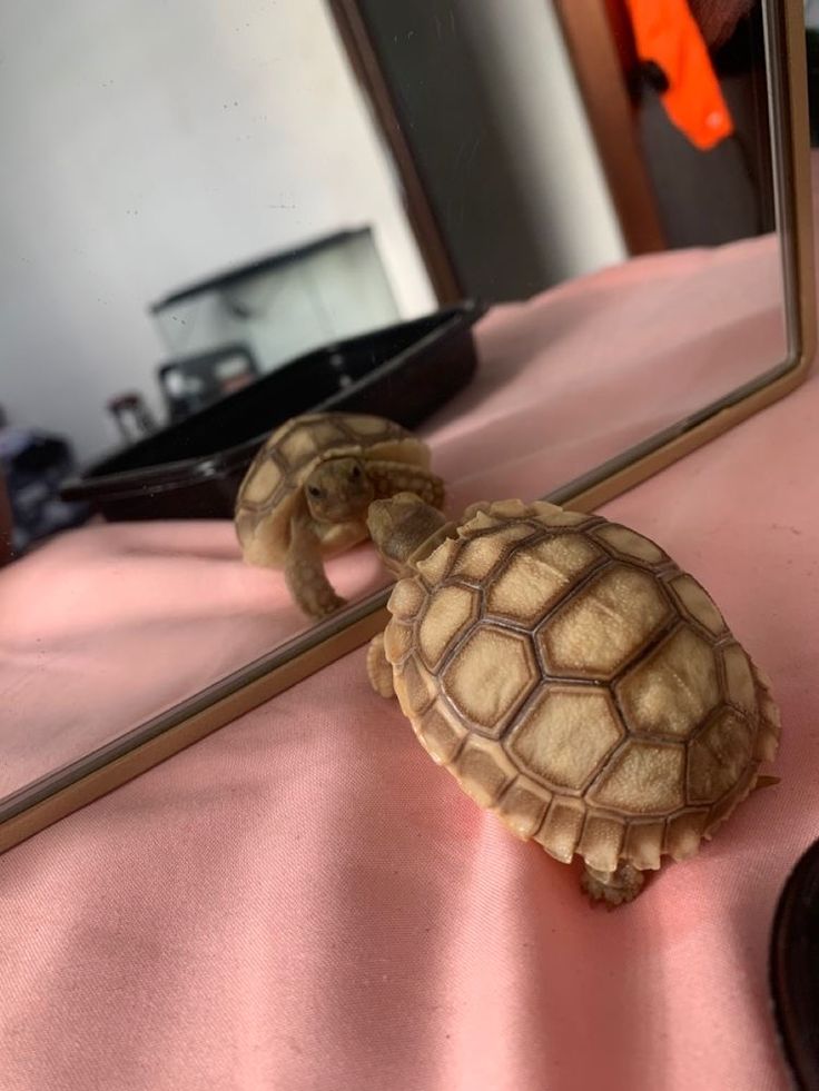 a small turtle sitting on top of a pink table cloth in front of a mirror