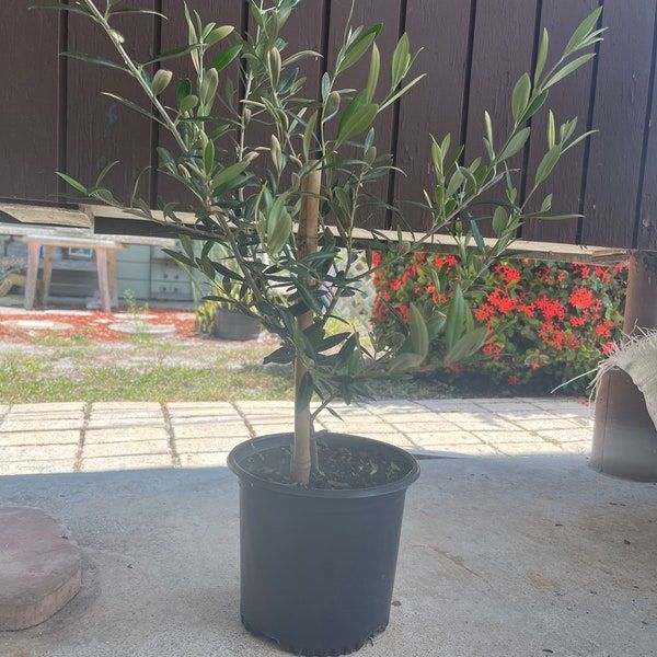 an olive tree in a black pot outside