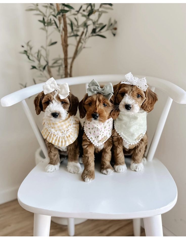 three little dogs sitting on a white chair with their heads turned to look like they are dressed up