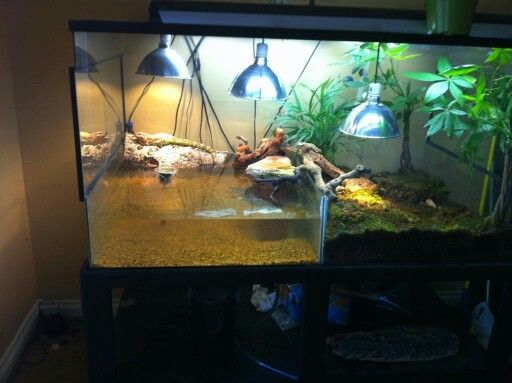 an aquarium filled with plants and rocks in a living room next to a wall mounted light