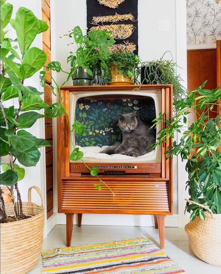 a cat sitting on top of an old tv surrounded by houseplants and potted plants