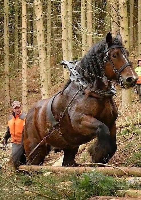 a man riding on the back of a brown horse through a forest filled with trees