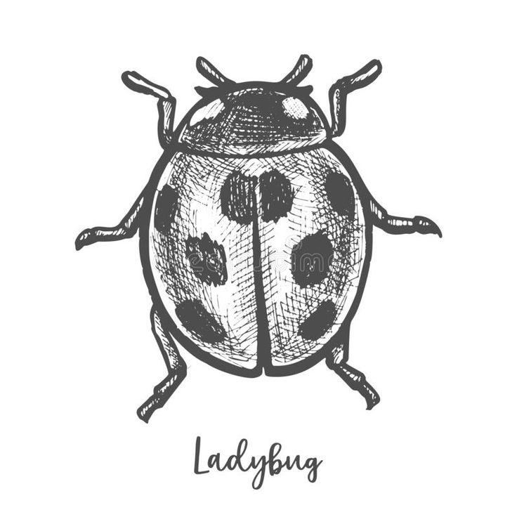 ladybug hand drawn on white background